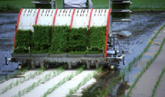 田植え
