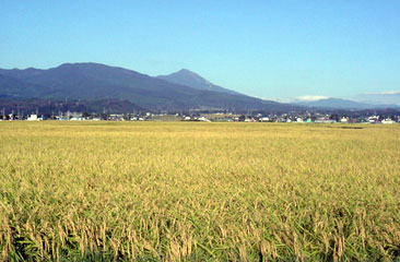 田んぼの風景